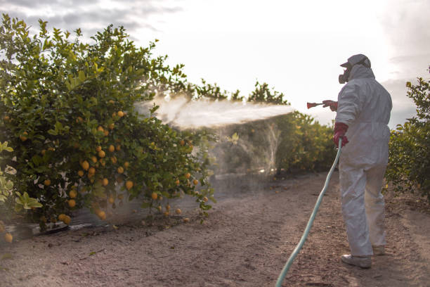 Best Insect Control  in Brandon, MS