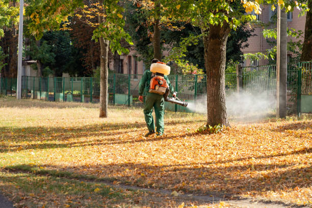 Best Affordable Pest Control Services  in Brandon, MS