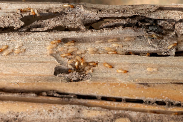 Best Affordable Pest Control Services  in Brandon, MS