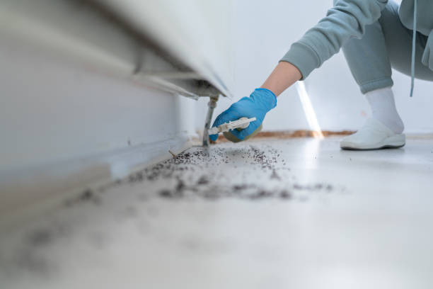 Trusted Brandon, MS Pest Control Experts